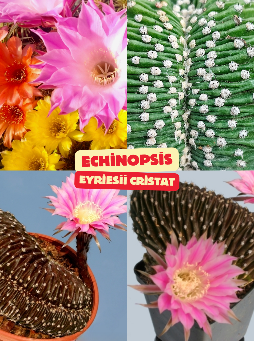 Echinopsis Eyriesii Cristat - 11 CM