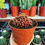 Küçük resim: Mammillaria Bocasana Monstruosa Fred 10.5 CM