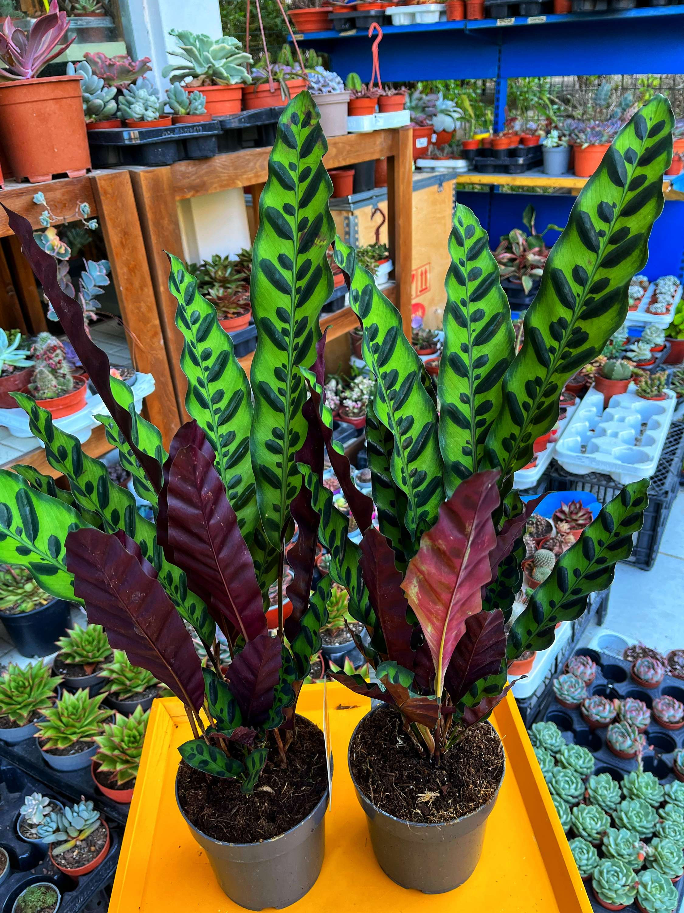 Calathea (Dua Çiçeği) Rattlesnake 12 CM Saksıda