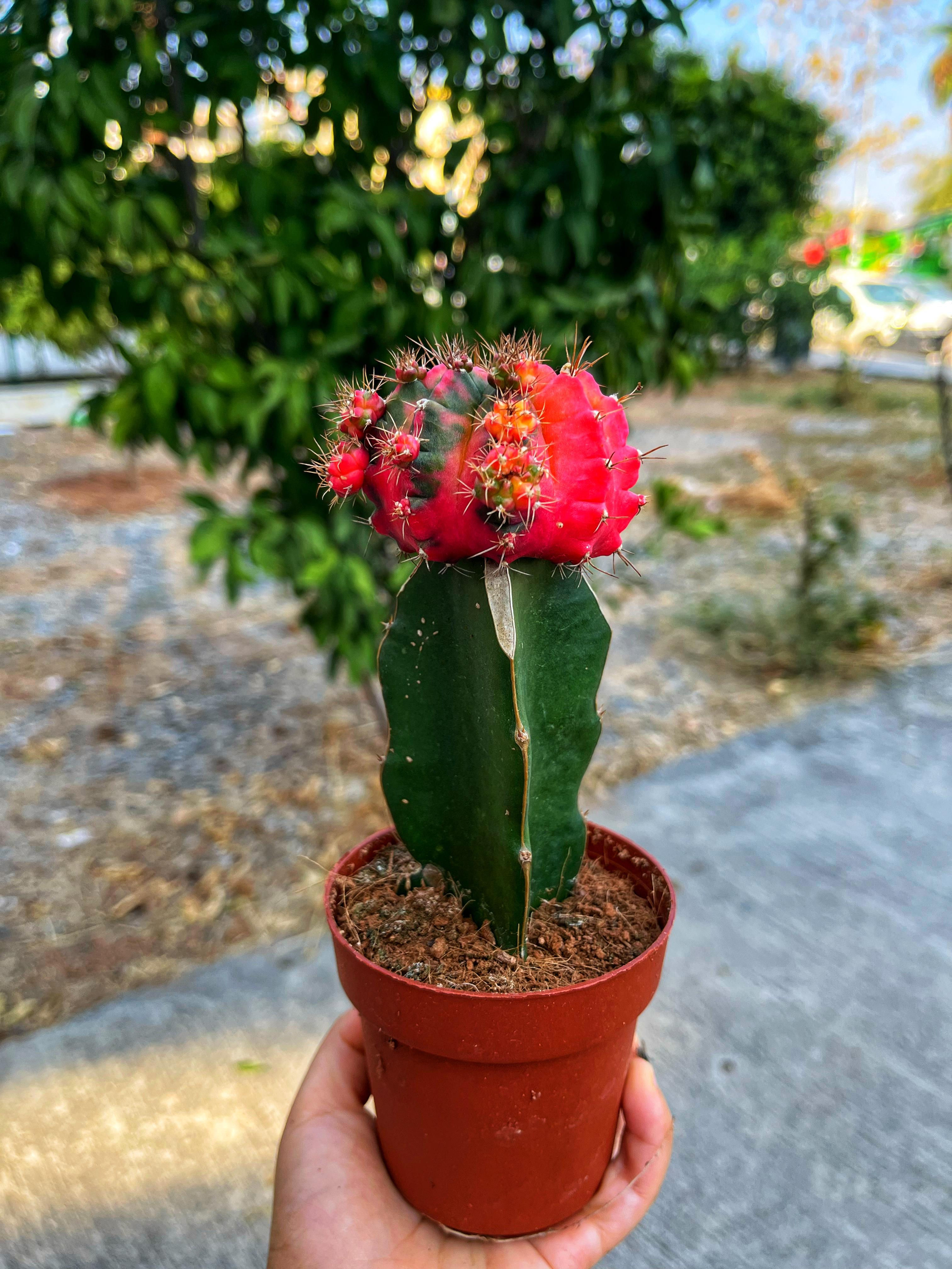 Gymnocalycium Damsii Variegata - Bol Yavrulu 8.5 CM