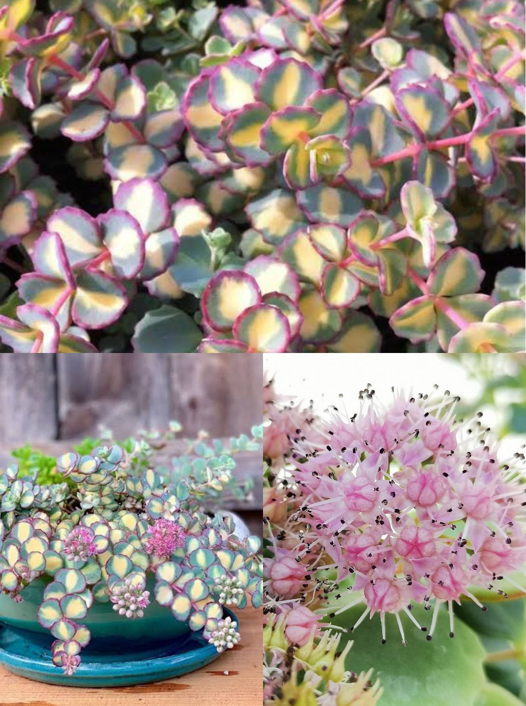 Sedum Sieboldi Variegata - Alacalı Yapraklar 8.5 CM
