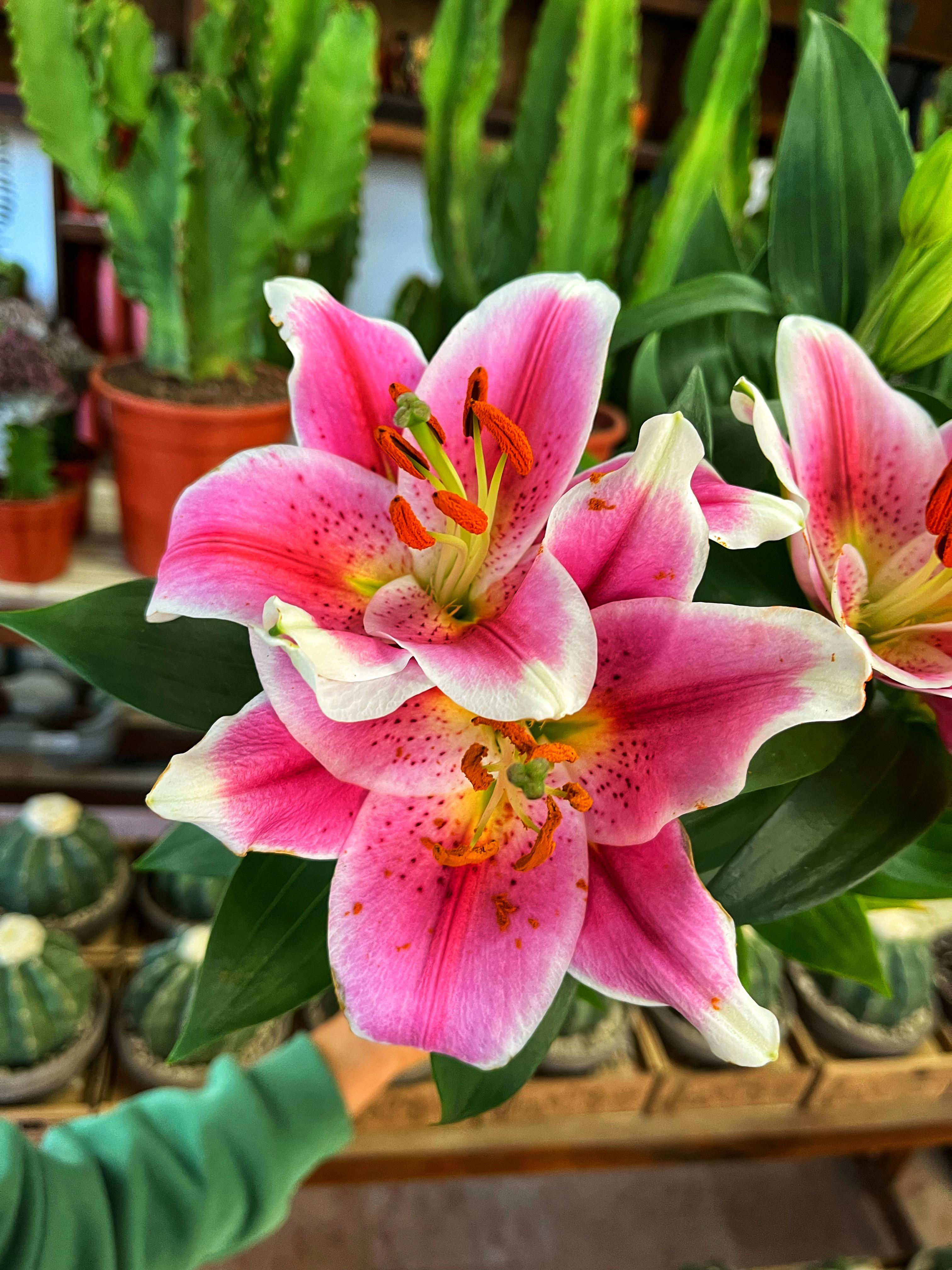 Lilium 'Stargazer' - Pembe Zambak Çiçeği