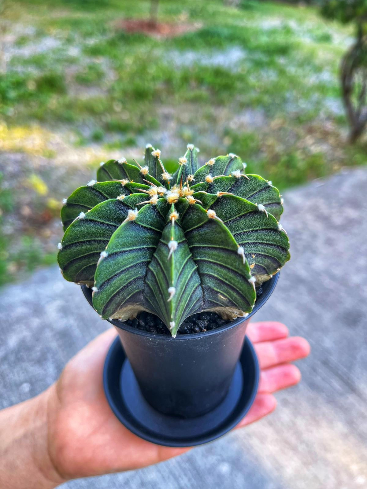 Gymnocalycium Friedrichii LB2178  - Tayland Model Saksı 7.5 CM