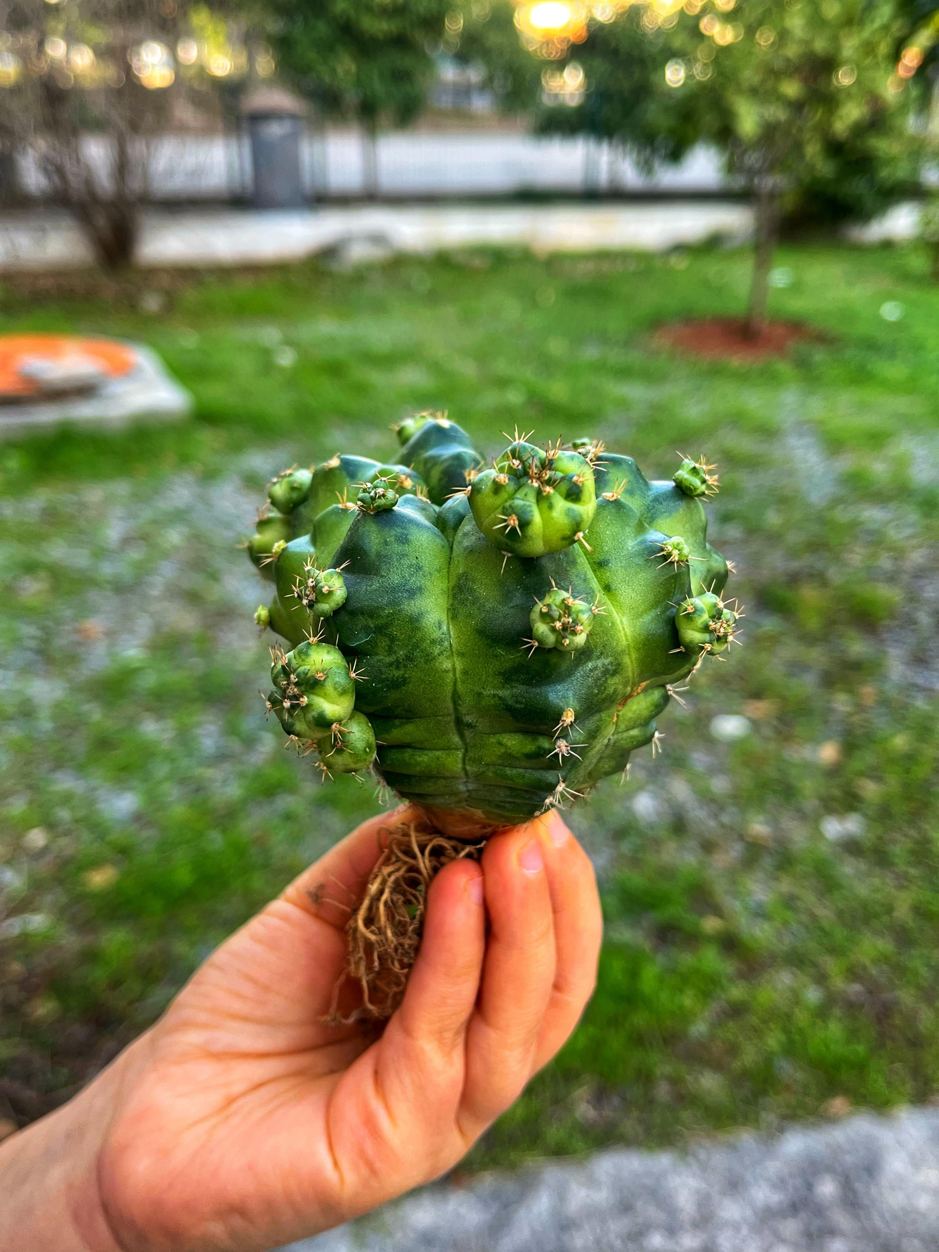 Gymnocalycium Green Marble - XL Boy