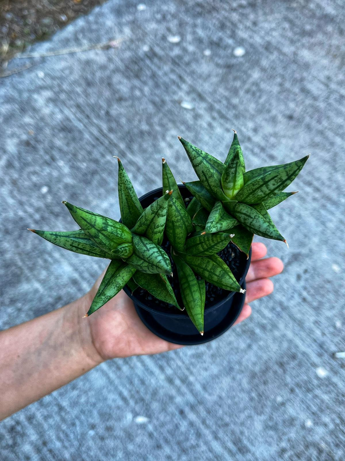 Sansevieria 'Ming Manee' - Uğurlu Mücevher - 8.5 CM Thailand Saksı