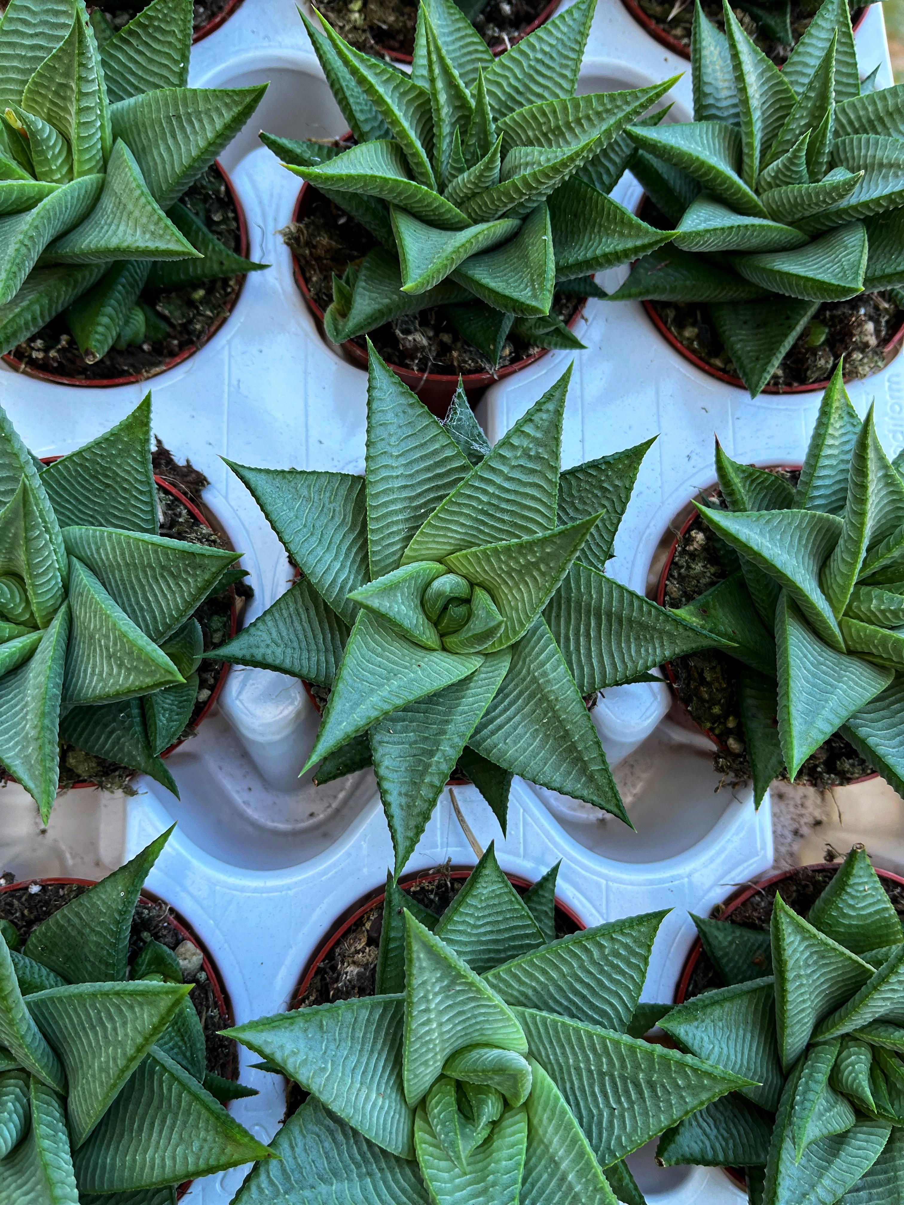Haworthia Limifolia Roux 8.5 CM