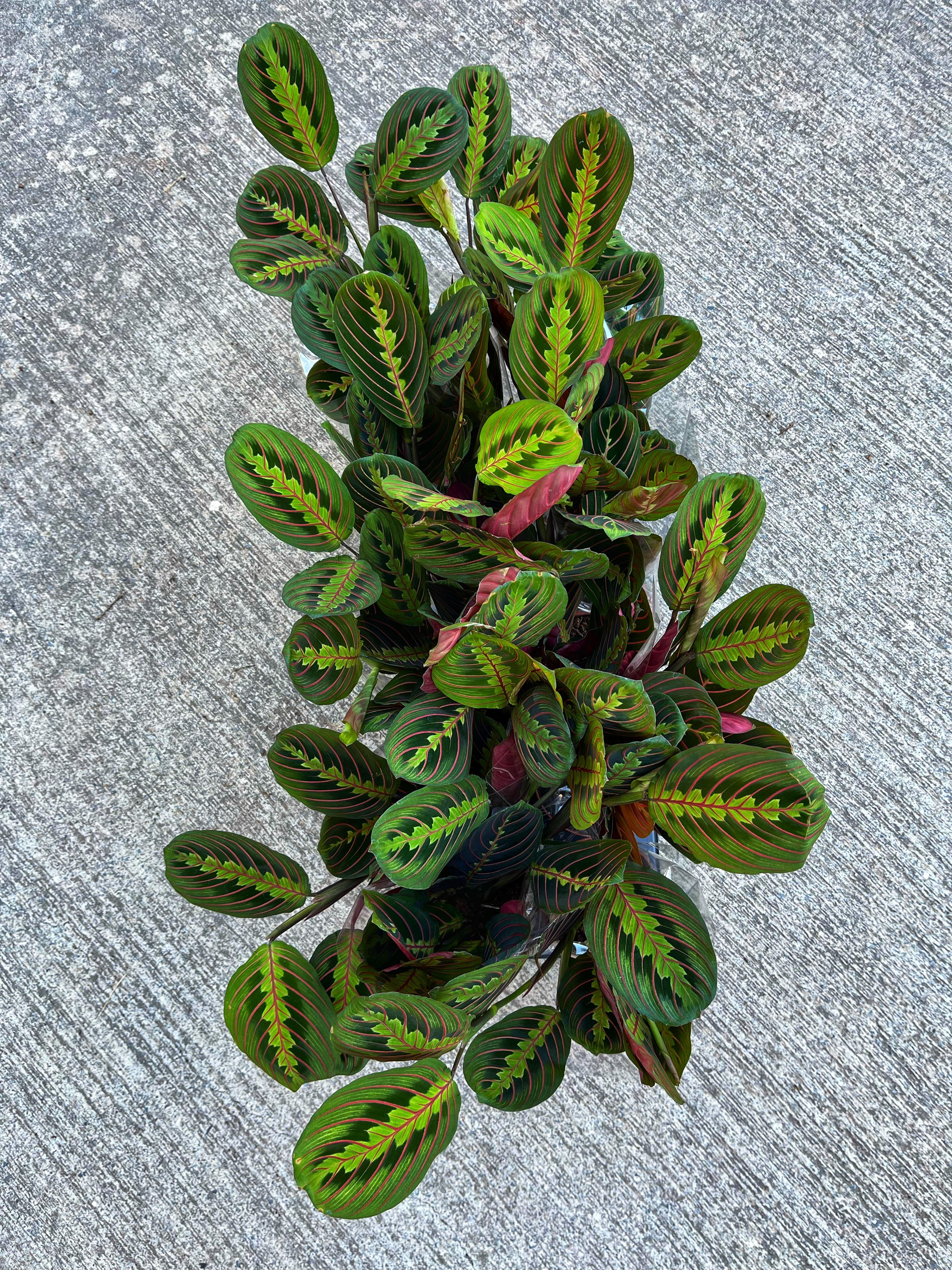 Maranta Leuconeura - Dua Çiçeği 12 CM