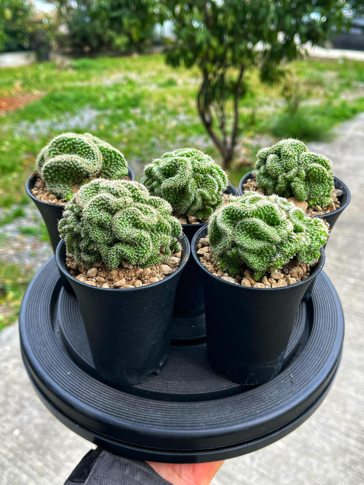 Mammillaria Grahamii Cristat - Tayland Model Saksı 7.5 CM