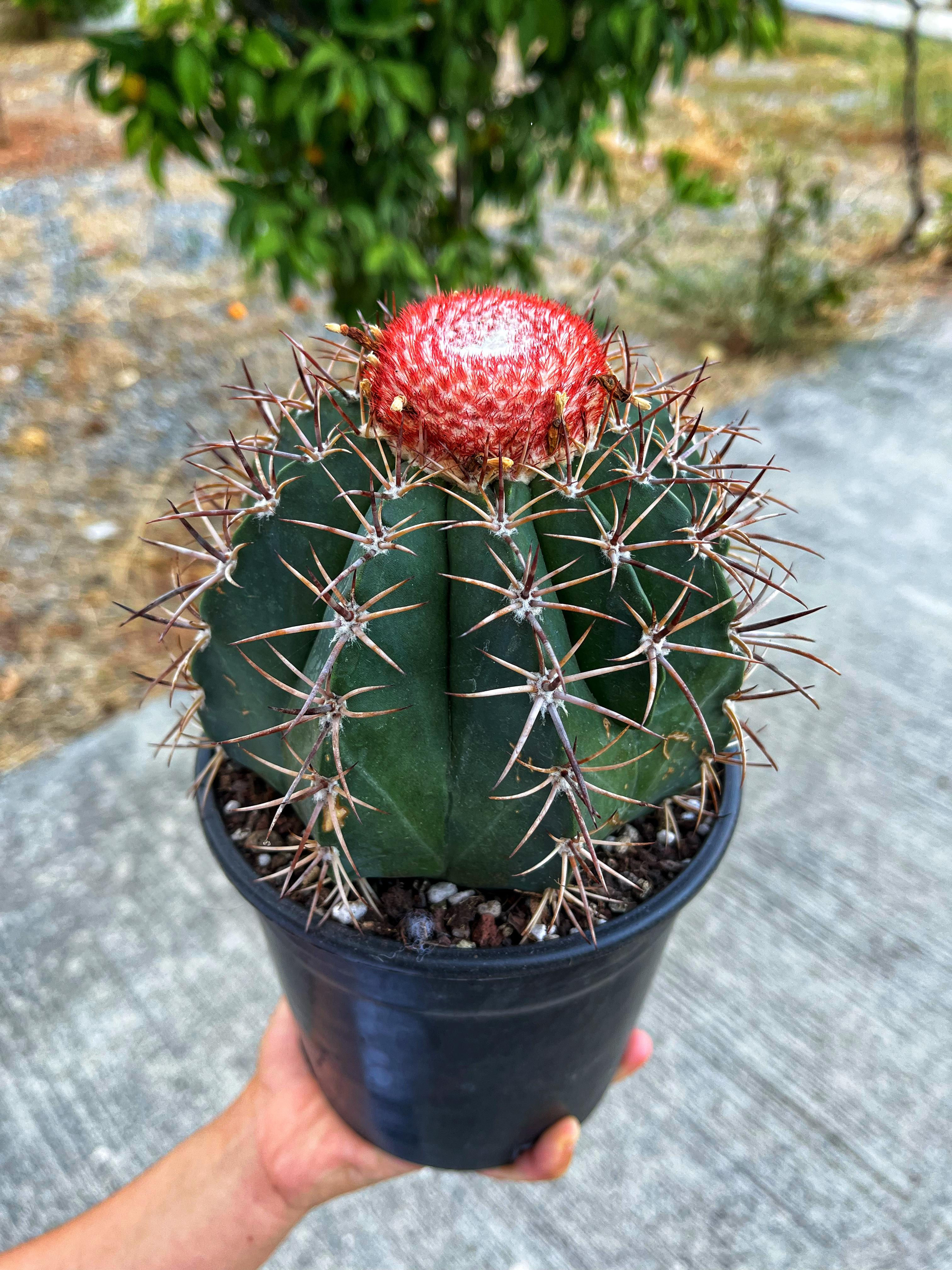 Melocactus Bahiensis - Kırmızı Şapkalı 15 CM