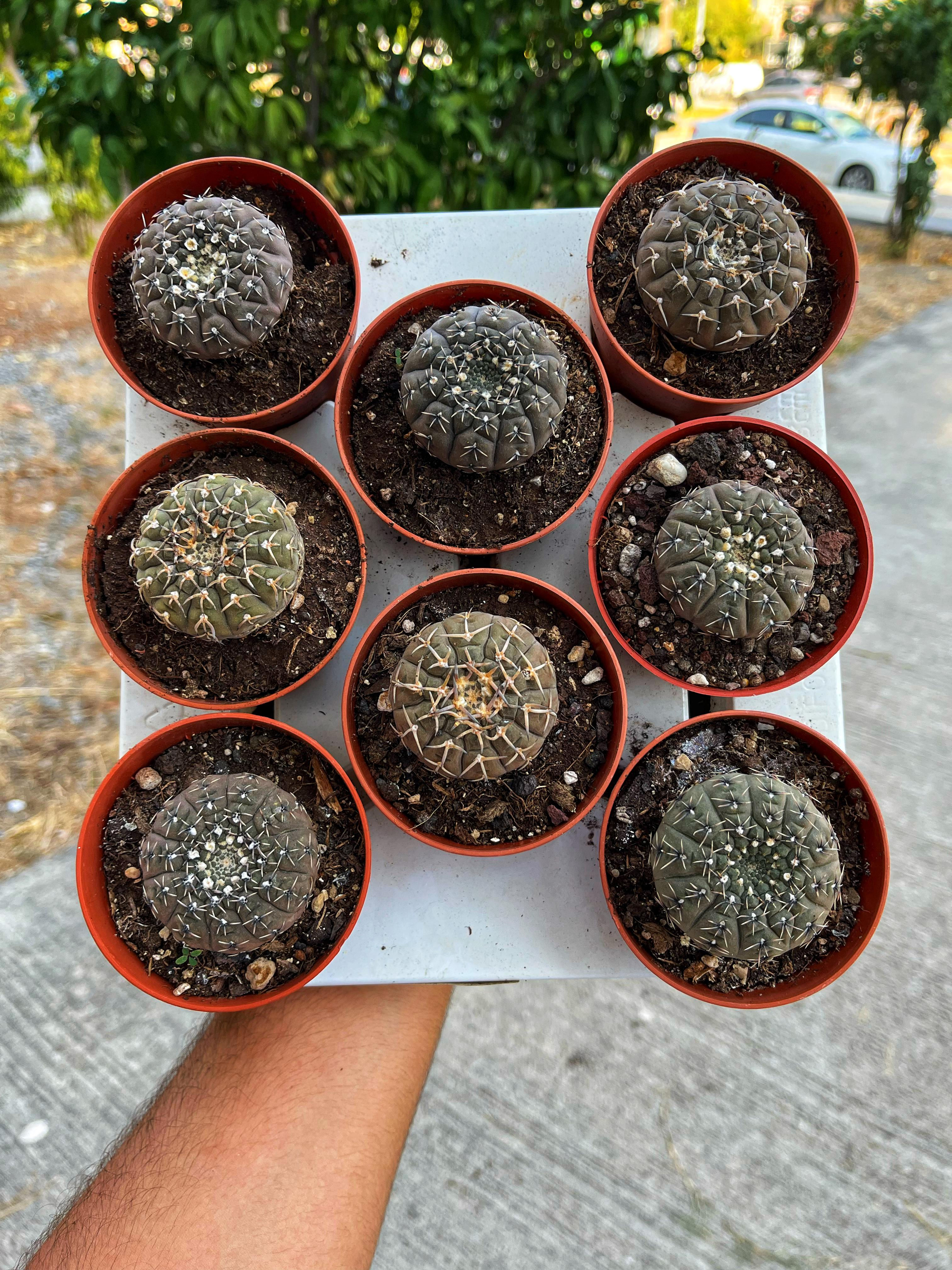 Gymnocalycium Ragonesei 8.5 CM
