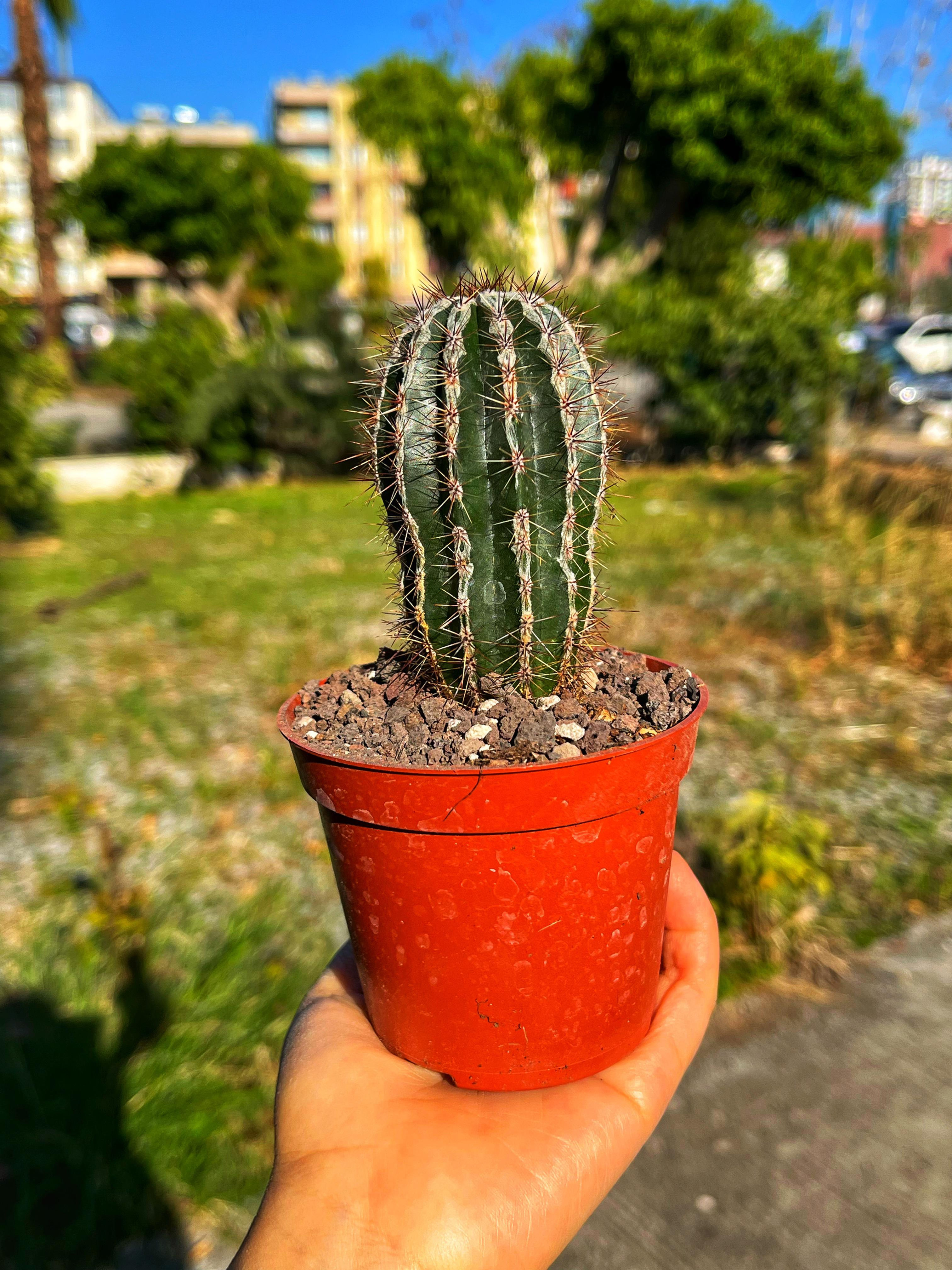 Echinopsis Haku-jo Maru - Tertemiz Formda 8.5 CM