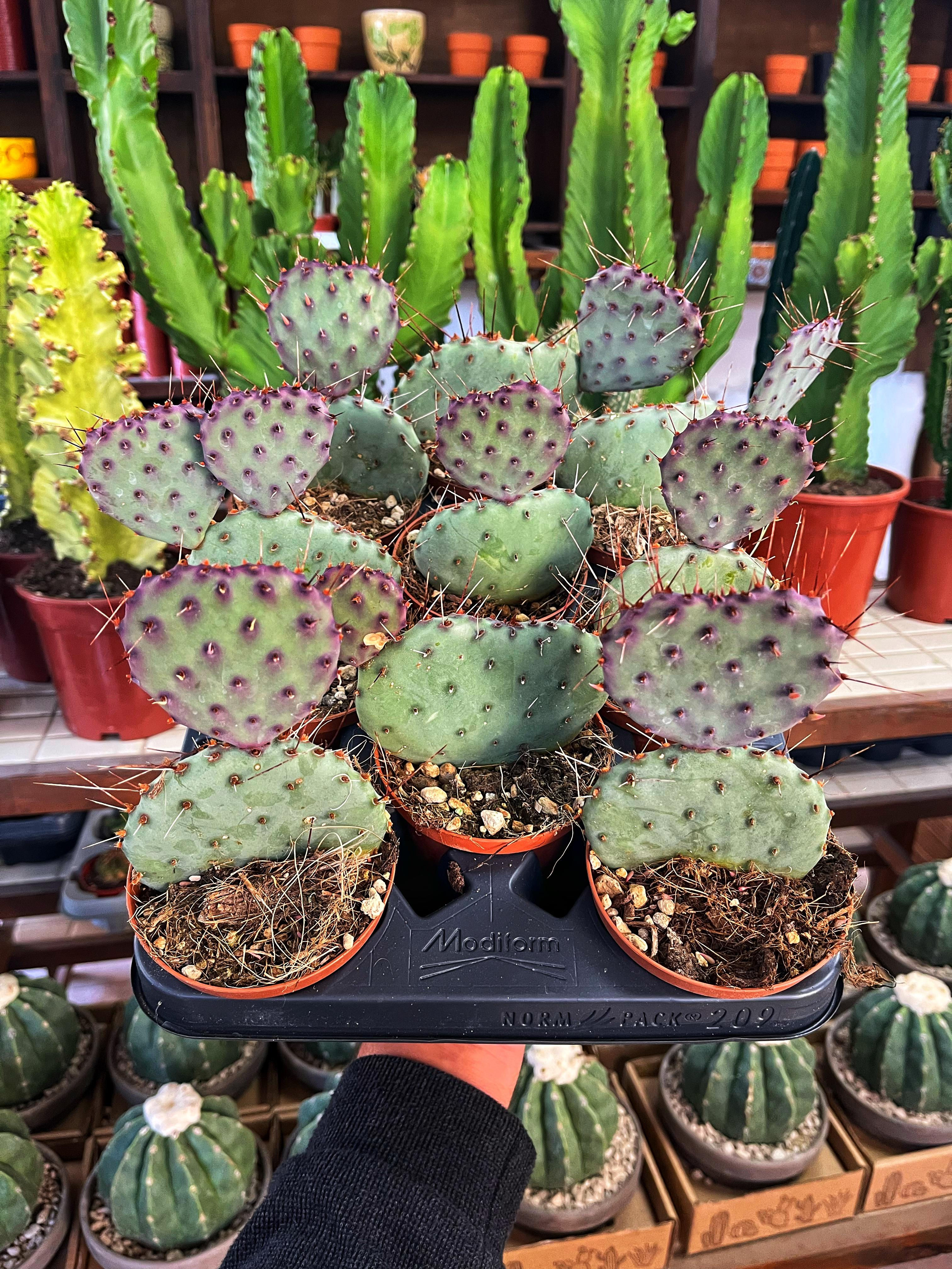 Opuntia Violacea Macrocentra 10.5 CM