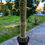 Küçük resim: Trichocereus Spachianus Monstruosa - Efsane Formda