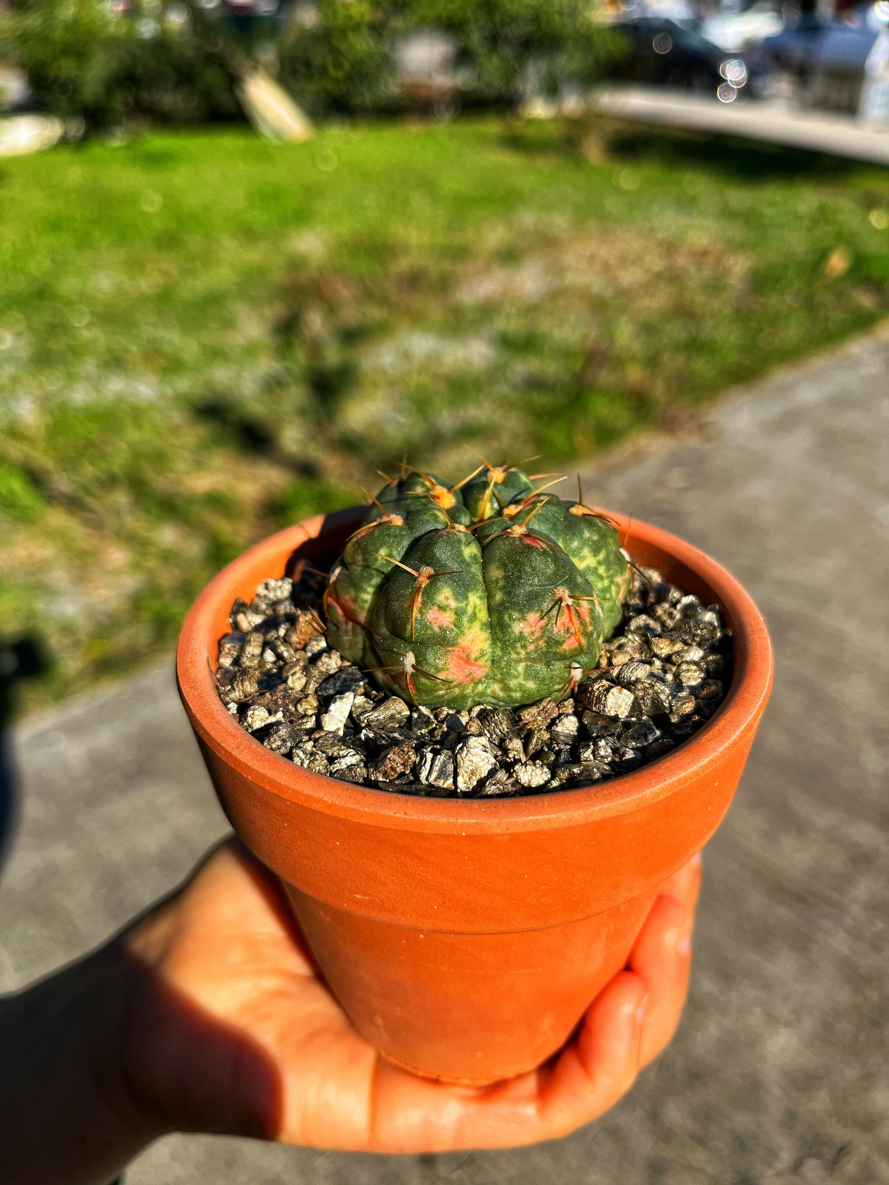 Gymnocalycium Horstii Variegata - Terracotta Saksıda