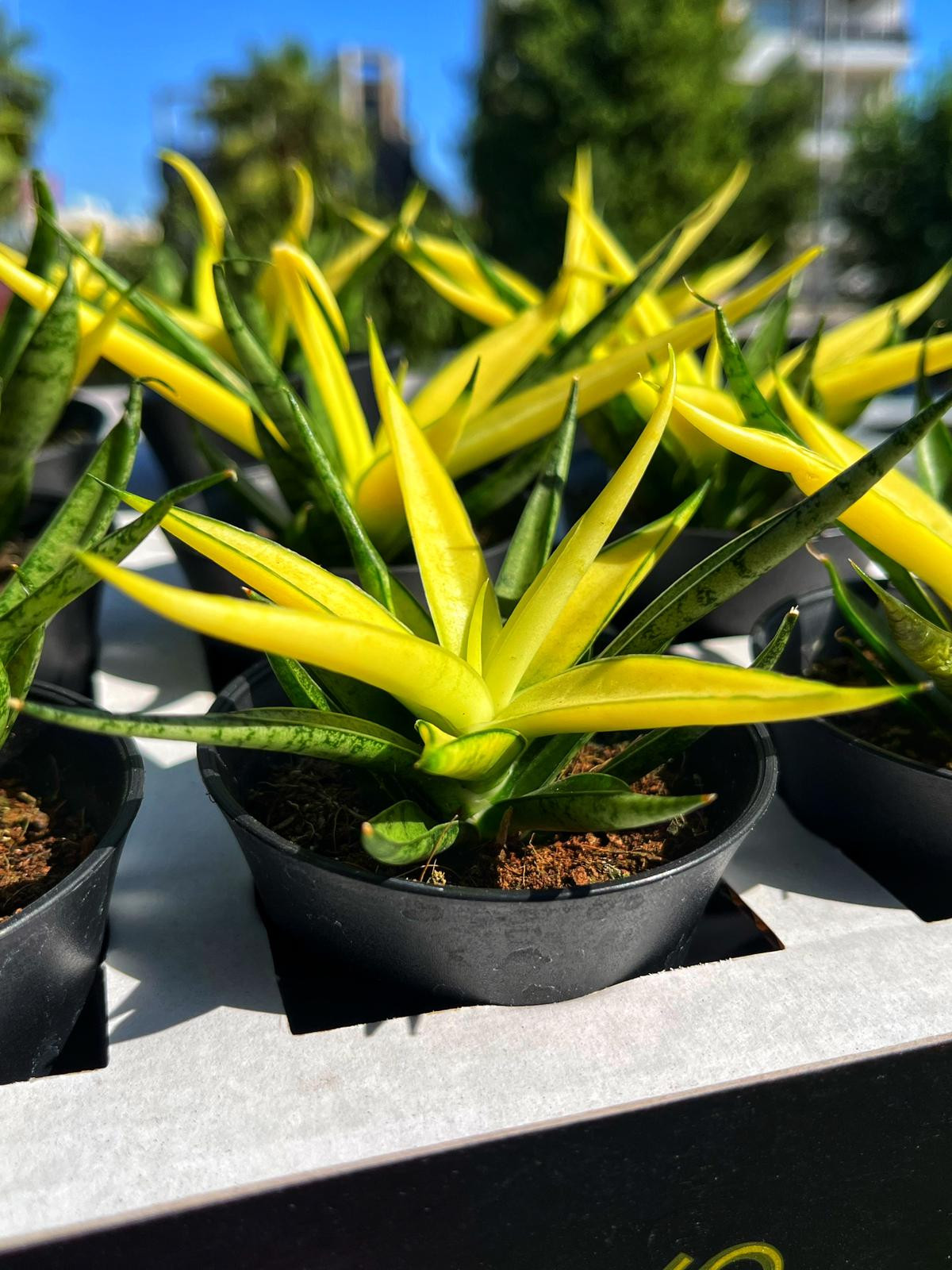 Sansevieria Comet Chrysanta Lemon - 8.5 CM Thailand Saksı