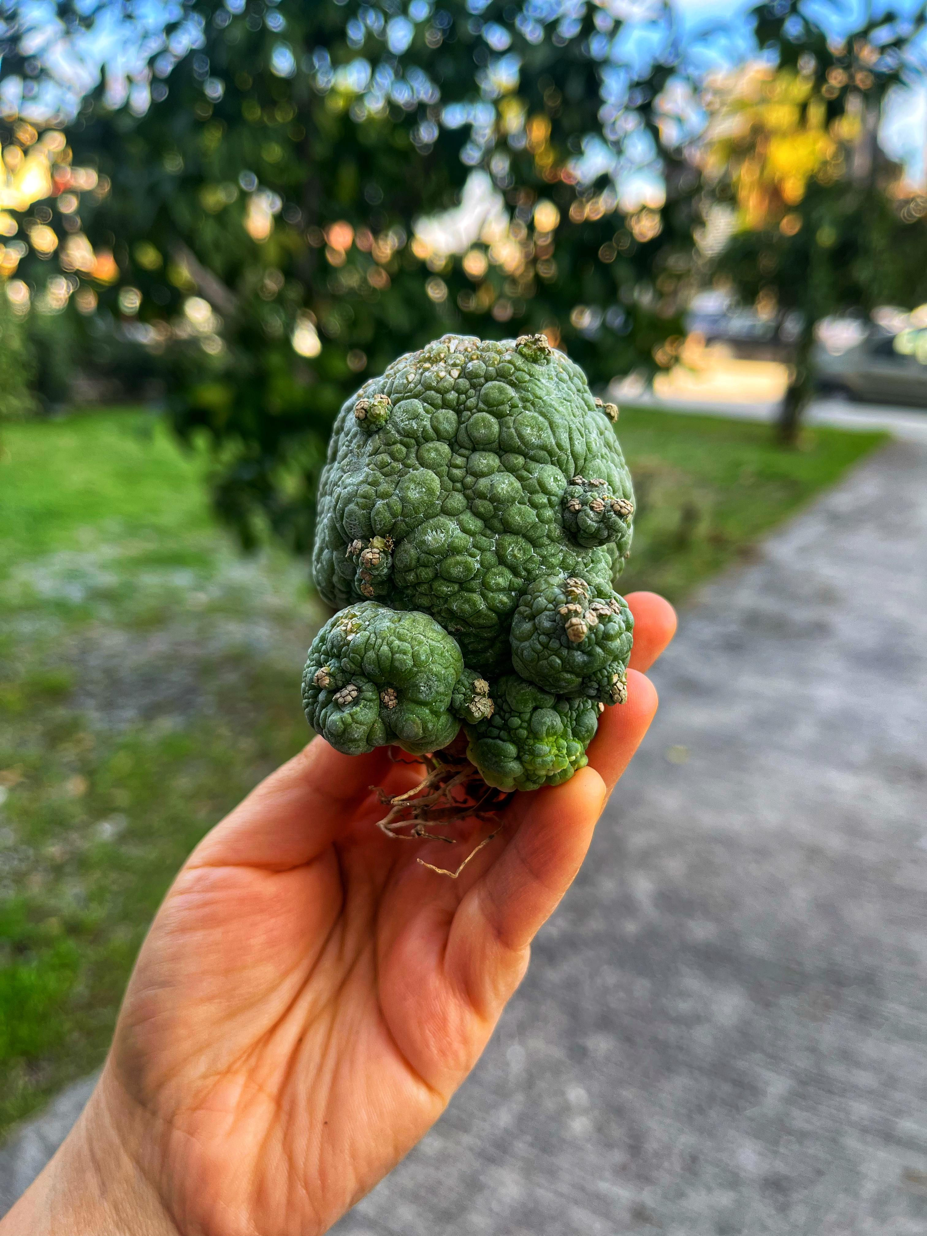 Pseudolithos Migiurtinus - Kurbağa Kaktüs XXL Boy