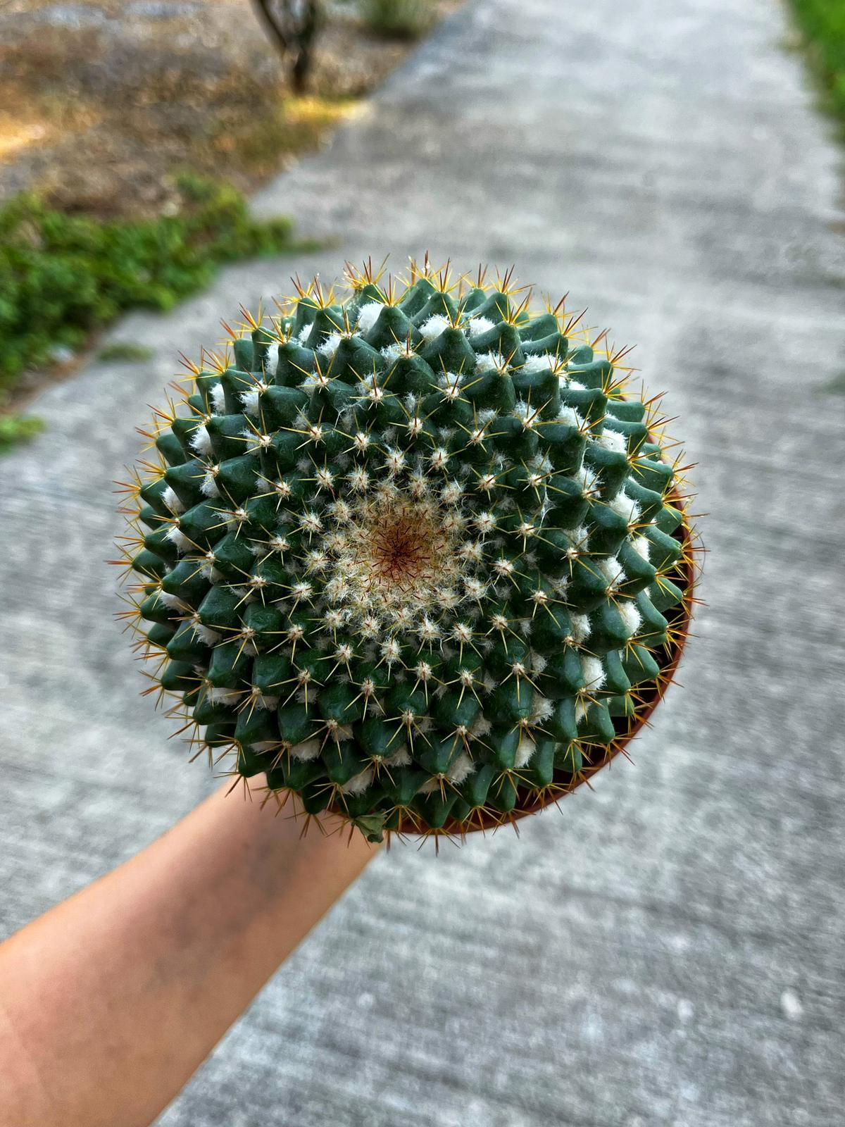 Mammillaria Marksiana - Sarı Çiçekli 13 CM