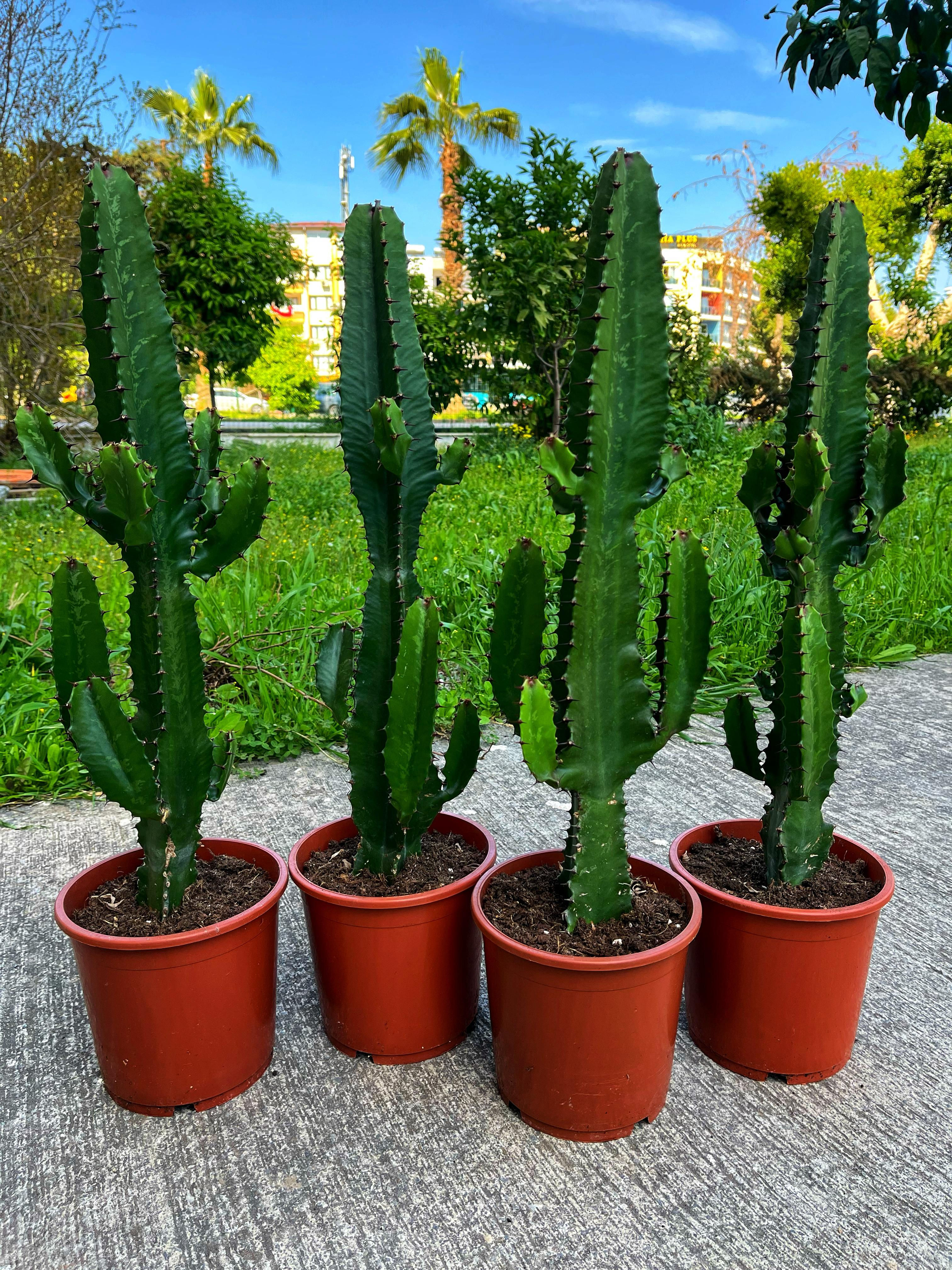 Euphorbia Acurensis - Bol Dallı Formda  45-50 CM