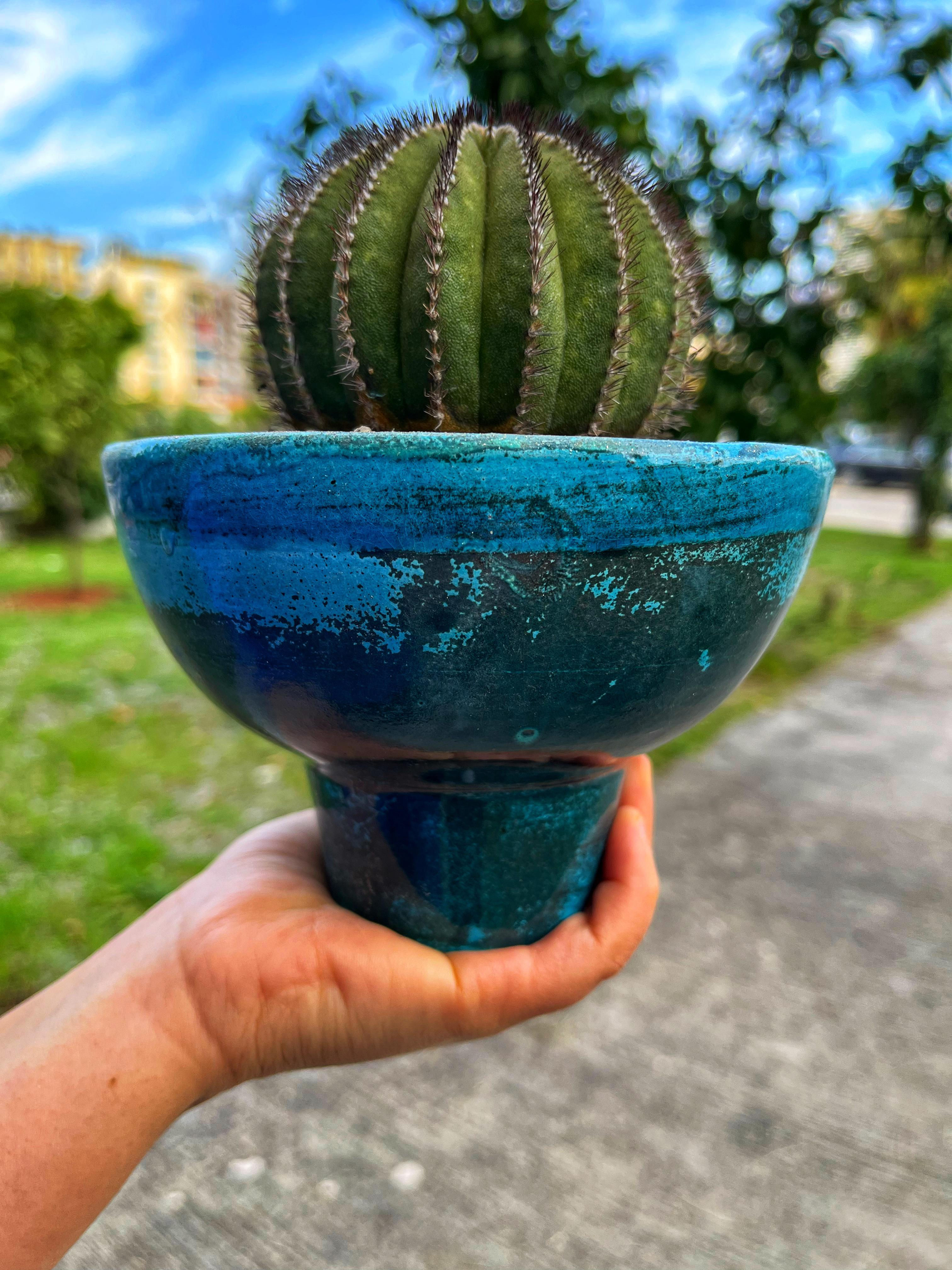 Uebelmannia Pectinifera XXL Boy - El Yapımı Özel Saksı