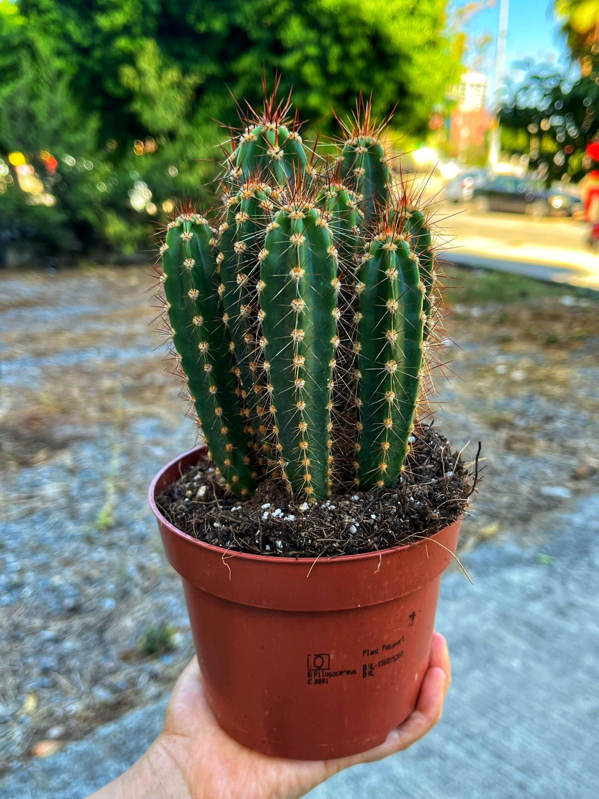 Neocardinasia Herzogiana - Bol Yavrulu 12 CM