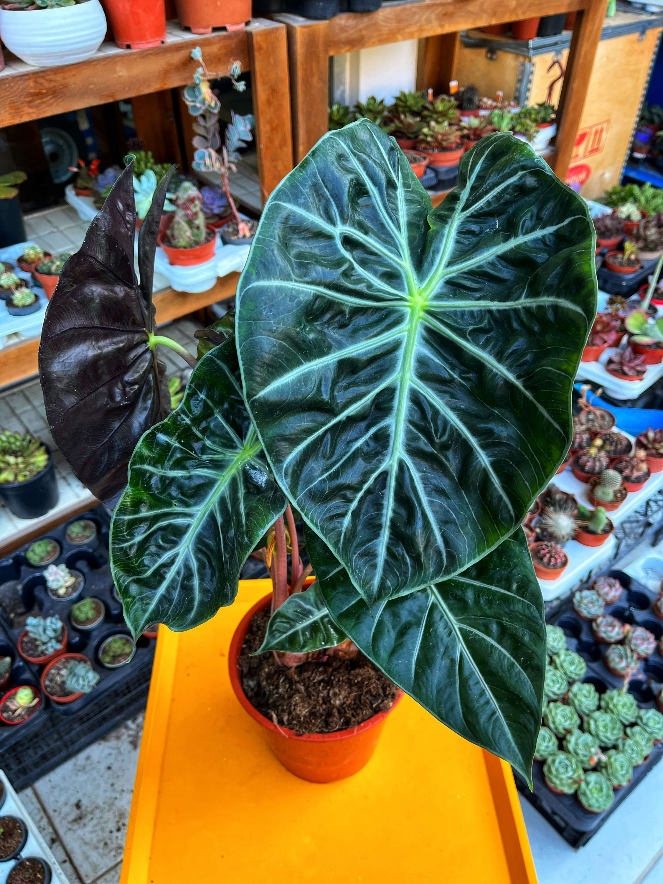 Alocasia Pink Dragon - Dev Boy ve Çift Köklü 17 CM 