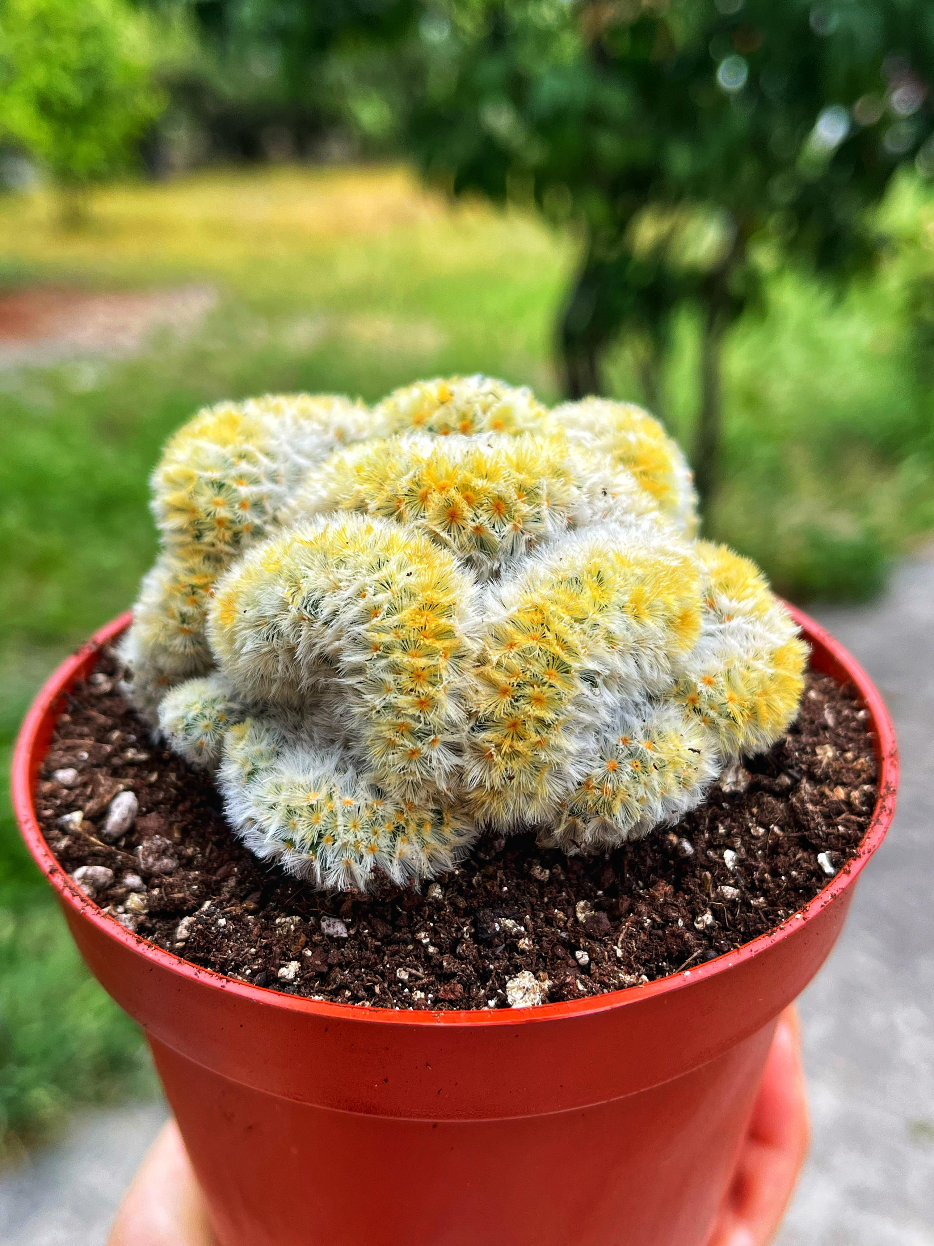 Mammillaria Carmenae Cristata - 10.5 CM