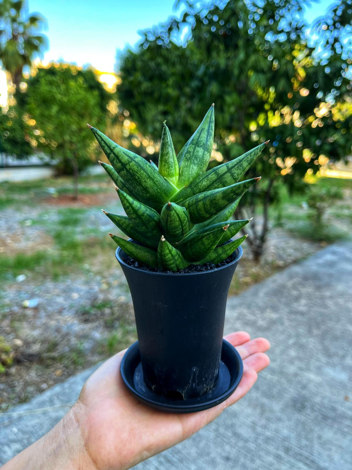 Sansevieria 'Ming Manee' - Uğurlu Mücevher - 8.5 CM Thailand Saksı