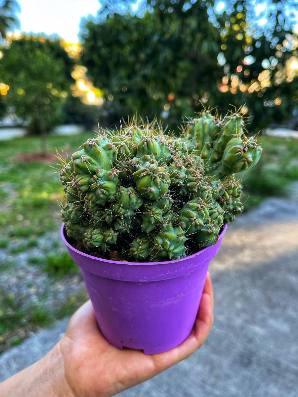 Myrtillocactus Geometrizans Cristata "Strictum" - Moraran Versiyon 10.5 CM