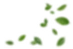 Leaves in the shape of the vesica
