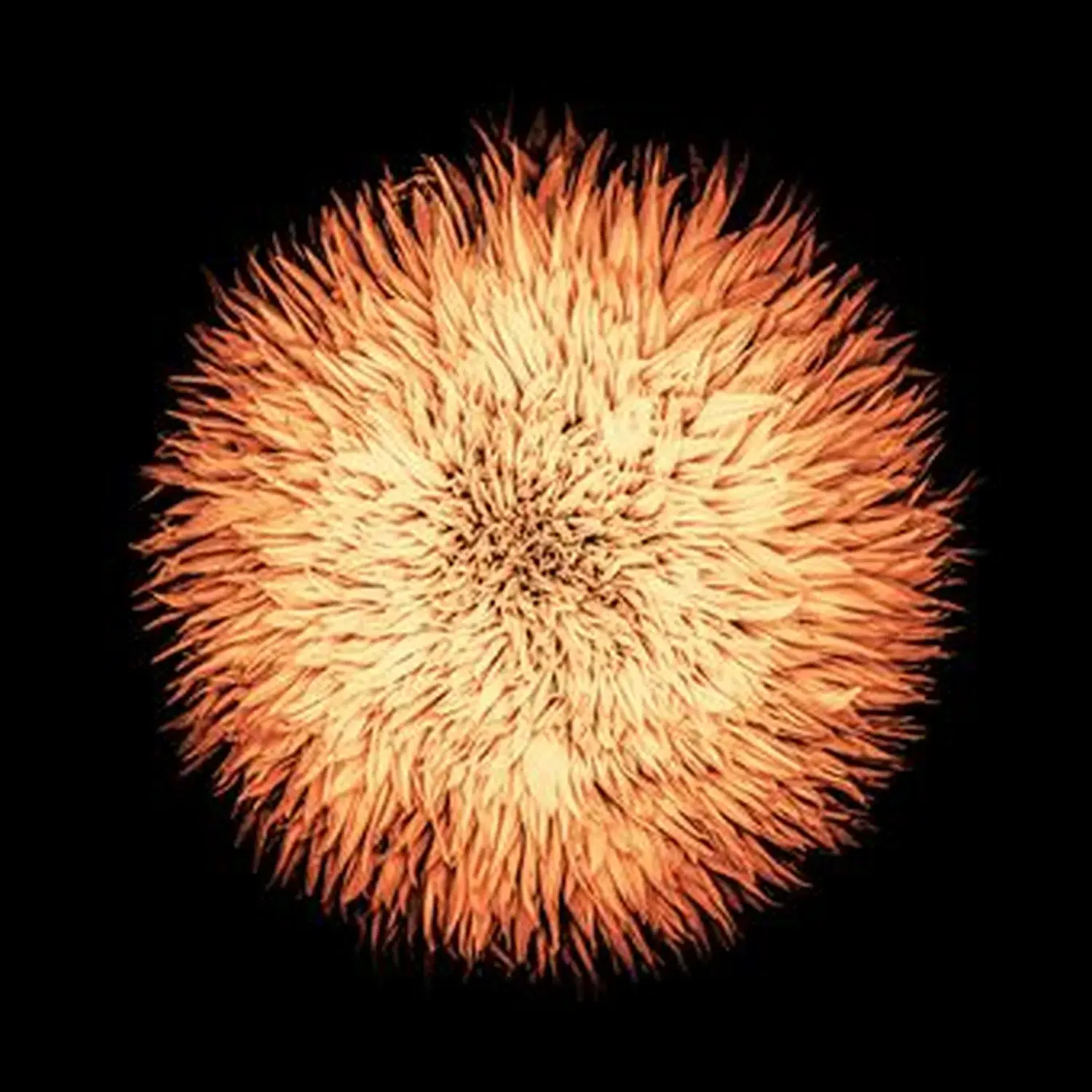 Disque vinyle de Yom - Cosmogonia | Vinyles & Vintage