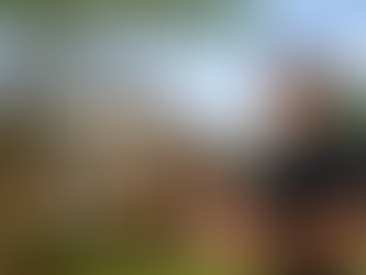 picture of Tree Inspector