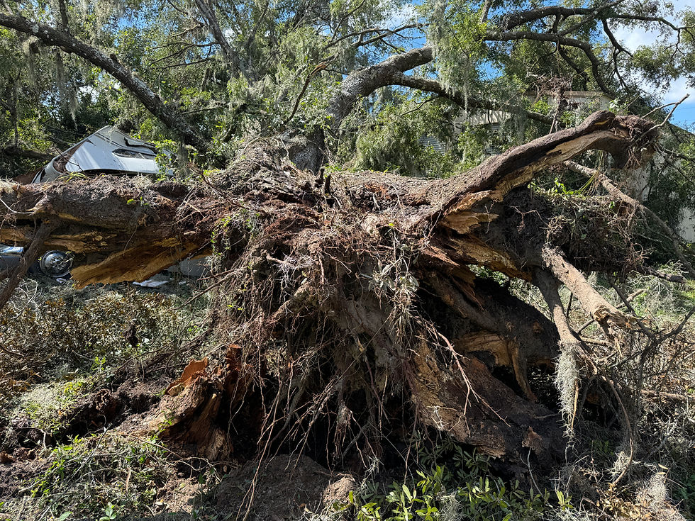 picture shows a full grown damaged tree root