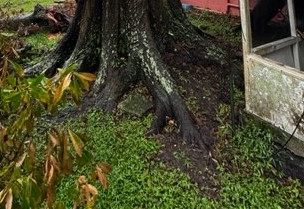 Girdling Roots