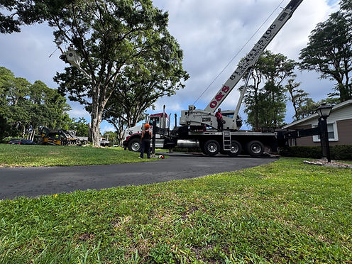 picture of workers cutting overgrown tree