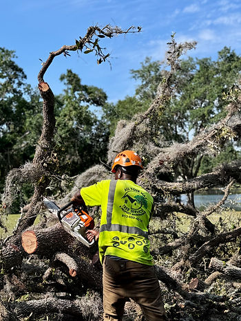 tree clearing