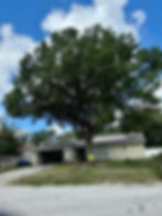 picture of overgrown tree