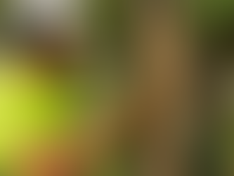 Arborist in safety gear inspecting an ash tree trunk with exposed S-shaped galleries and D-shaped exit holes; inset shows an emerald ash borer.