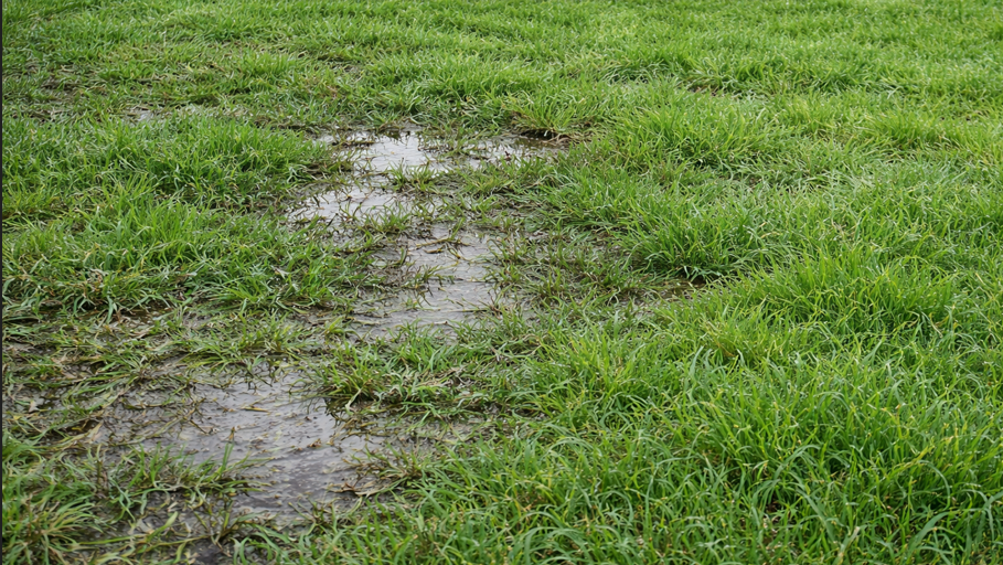 wet spot in your yard