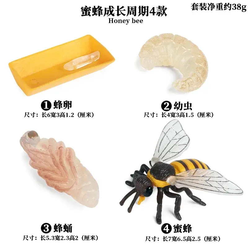 Thumbnail: Animal Life Cycle Board Children Toys Montessori Teaching Aids Plant Animal Grow