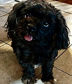 Lucy