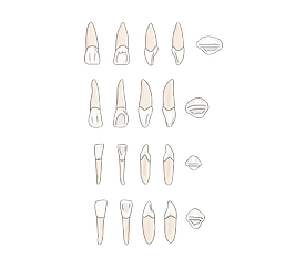 Image from iOS (1).png