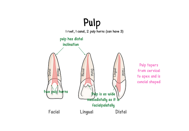 Max Central Incisor Edits MK (3).png