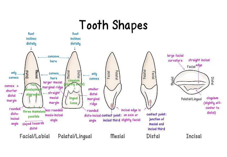 Max Central Incisor Edits MK (2).png