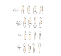 Image from iOS (1).png