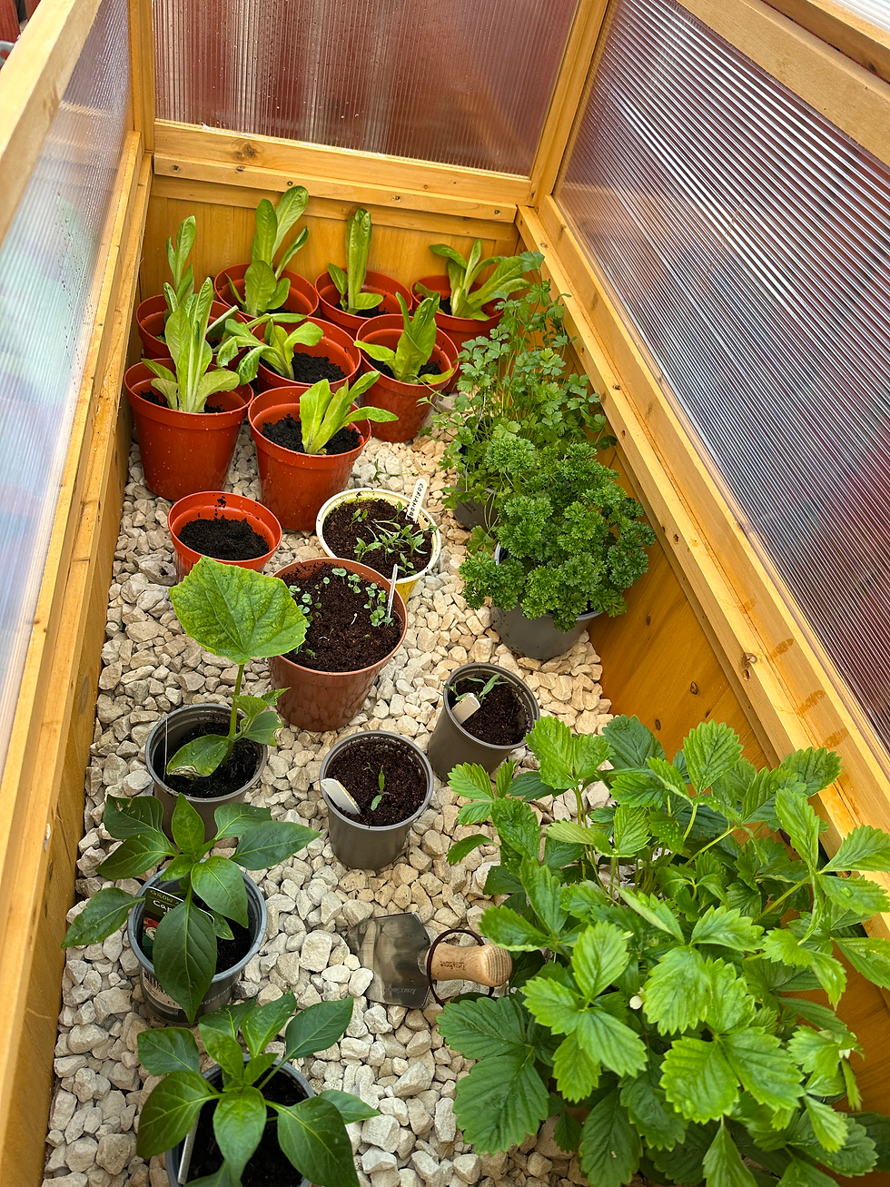 Planter with growing plants from seed