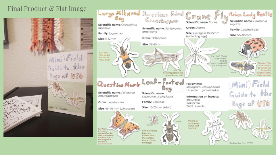 Mini Field Guide to the Bugs of UTA