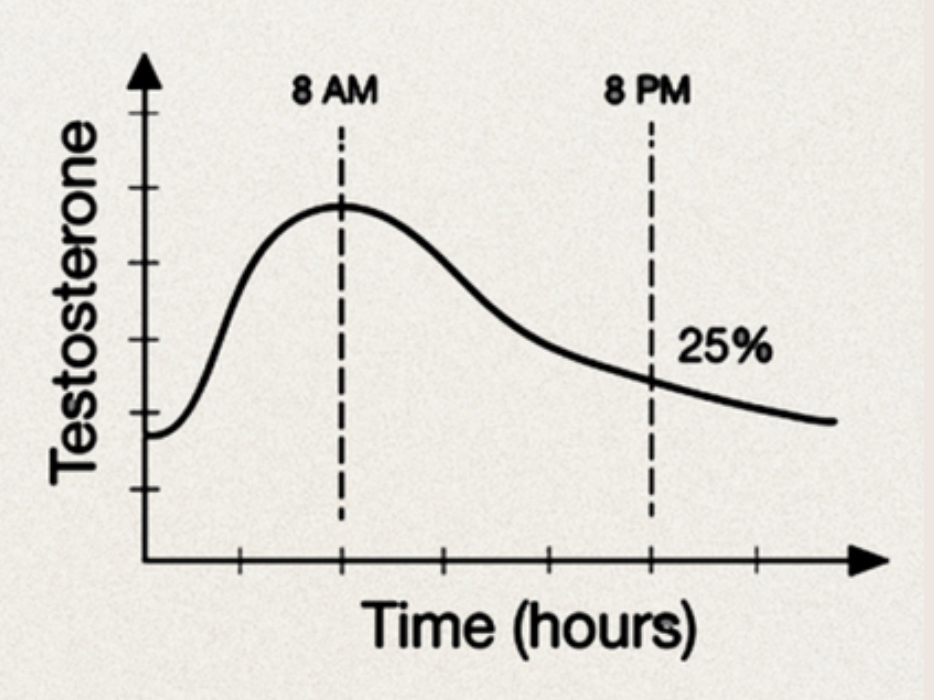 Male Hormone Cycle (24 hours)