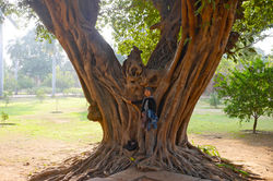 Voyage en inde