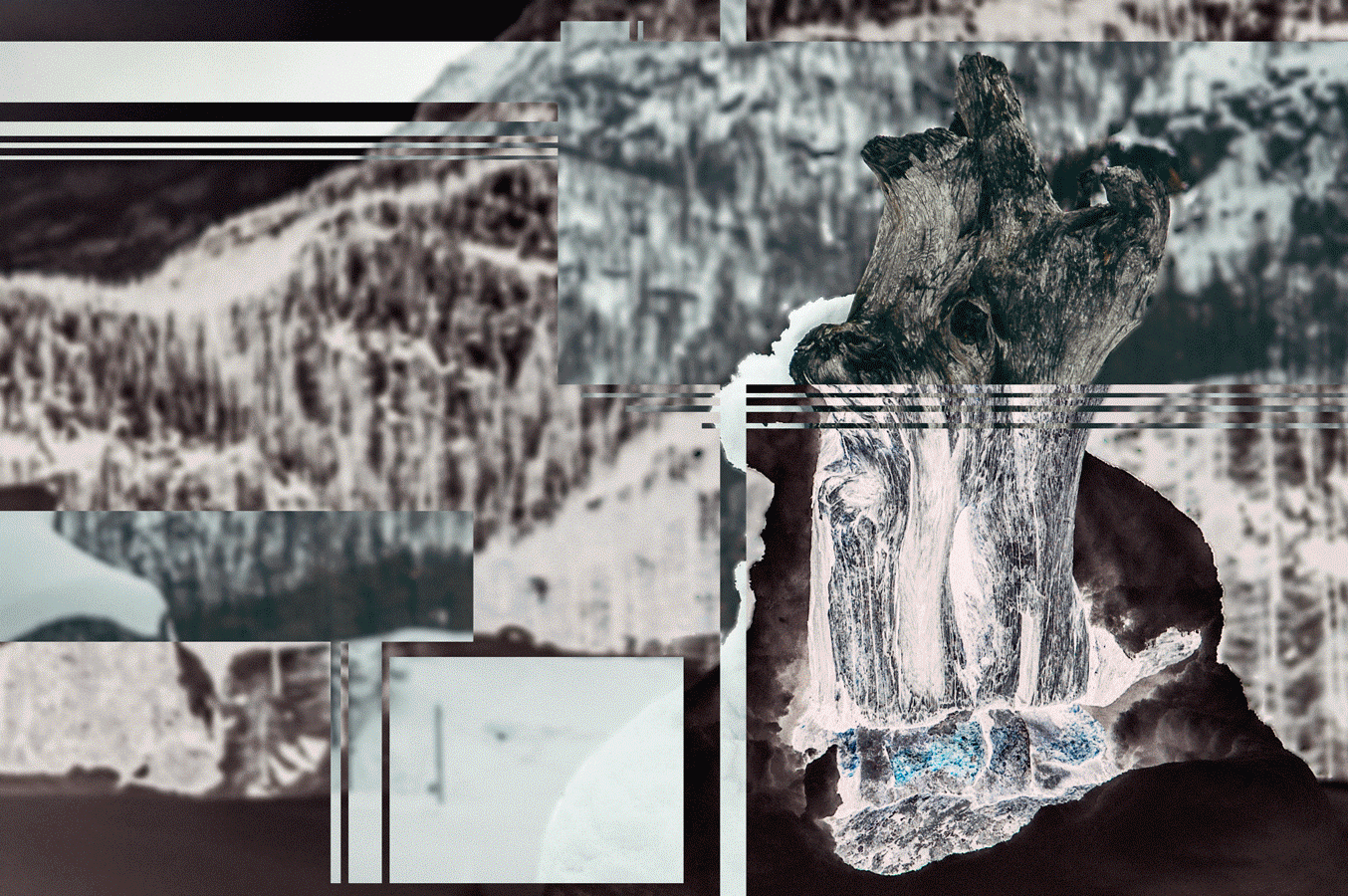 DSC_2257GIFREV_45%.gif