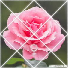 Venus in the 7th House for Each Ascendant